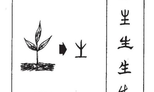 金光头的功效与作用及禁忌-金光头的功效与作用网 - 金光头药名叫什么,金光头有何功效